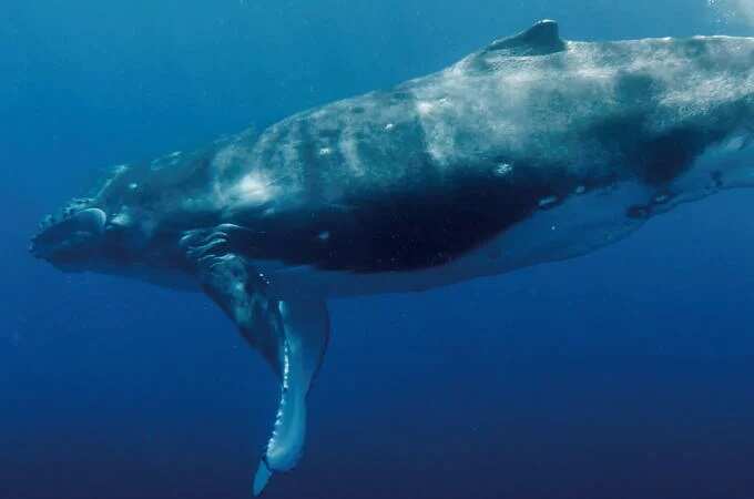 Great Winged Whales Migrate In The Hualien Sea