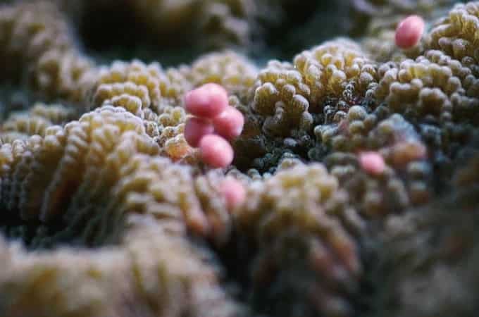 Kenting Houbi Lake Corals Spawn