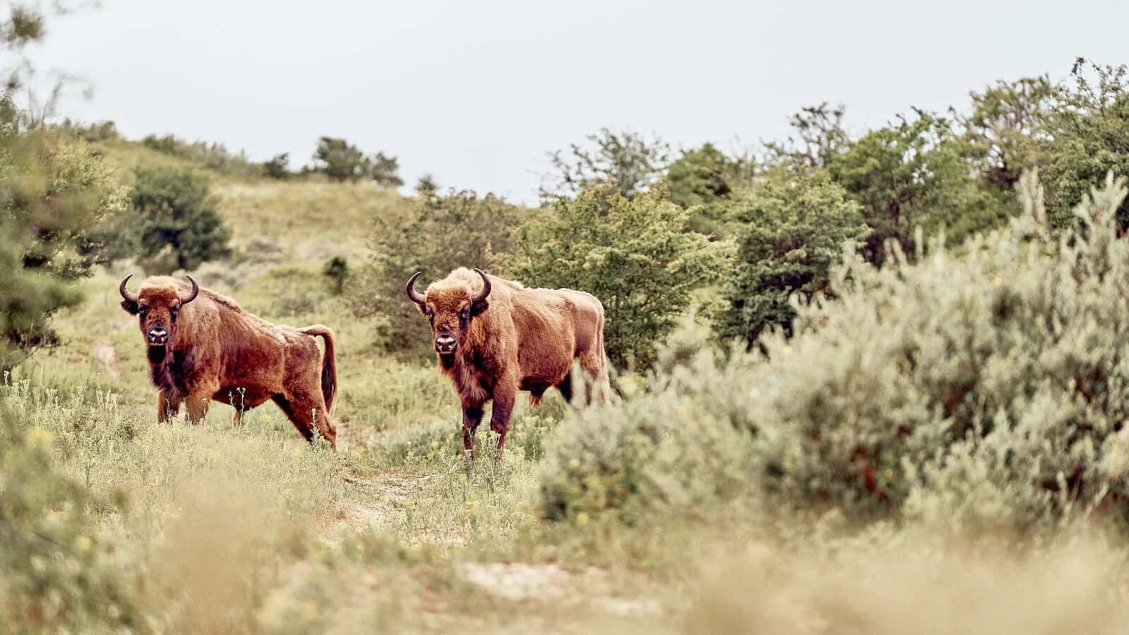Journey Into Wilderness Discovery With Land Rover Discovery