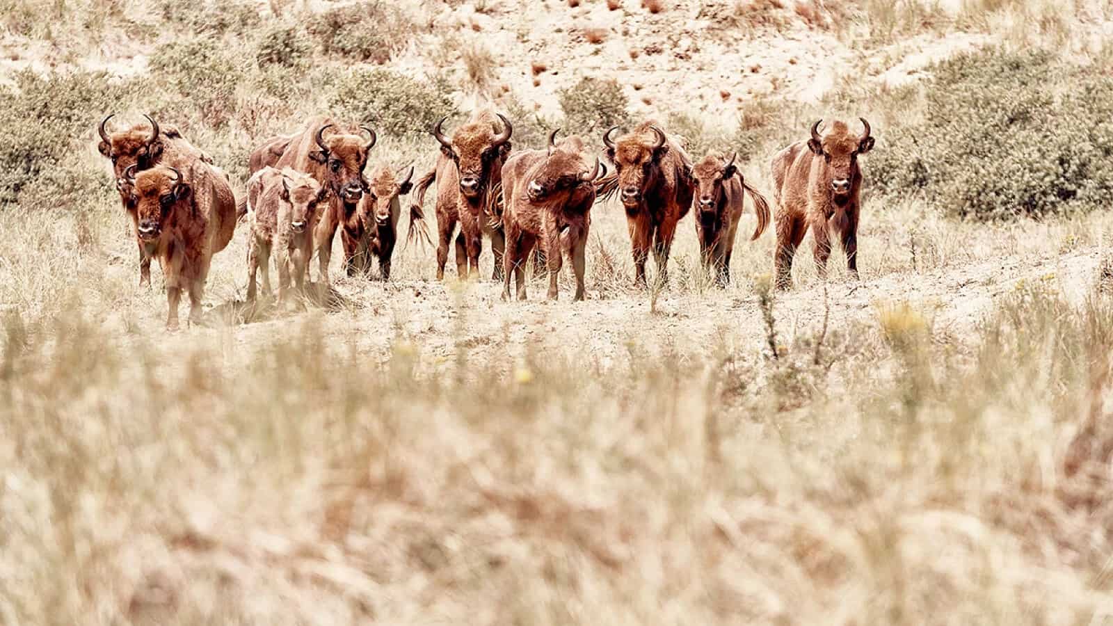 Journey Into Wilderness Discovery With Land Rover Discovery